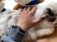 -南京Hallo宠物乐园·哈罗犬舍·柴犬繁育基地