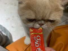 -飞行喵MR PILOT|猫舍·猫咖(静安大融城店)