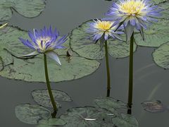 -国家植物园南园