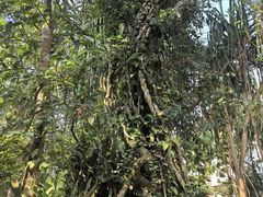-中国科学院西双版纳热带植物园