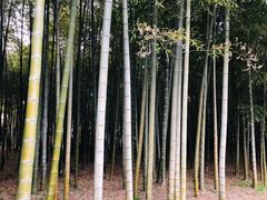 -杭州植物园