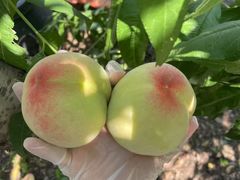 -老袁家蜜桃农场·阳山水蜜桃