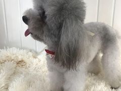 -BABYDOG宝贝狗宠物乐园(欧洲城店)