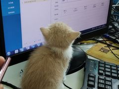 -瑞派动物医院·猫专科·至诚(江南中分院)