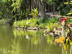 -深圳仙湖植物园