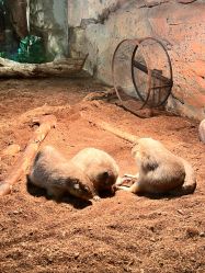 -Zoolung Zoolung动物主题公园(海信广场店)