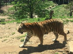 -大连森林动物园