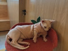 -猫腻·猫咖·撸猫馆(星光大道店)