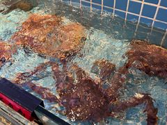 -北戴河转鱼·炒螃蟹酱餐厅