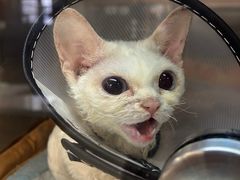 -北京派仕佳德动物医院·超导核磁·CT·神经科·骨科·内外科·急重症管理中心