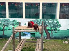 -西霞口神雕山野生动物世界