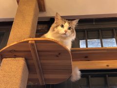 -more than meow吴止猫主题餐厅(承德 中船汇店)