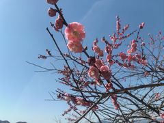 -新建村梅花