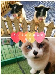 -萌宠亲子动物乐园(槐房万达店)