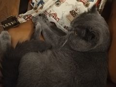 -猫友咖啡店(玉林西路店)