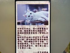 -猫咪博物馆(顶澳仔猫街店)