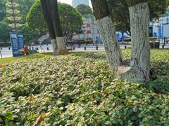 -重庆市江北嘴中央商务区中央公园