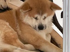 -喜柴咖啡·柴犬狗咖