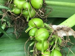 -华南国家植物园-售票处