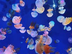 -成都浩海立方海洋公园