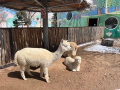 -鄂尔多斯野生动物园