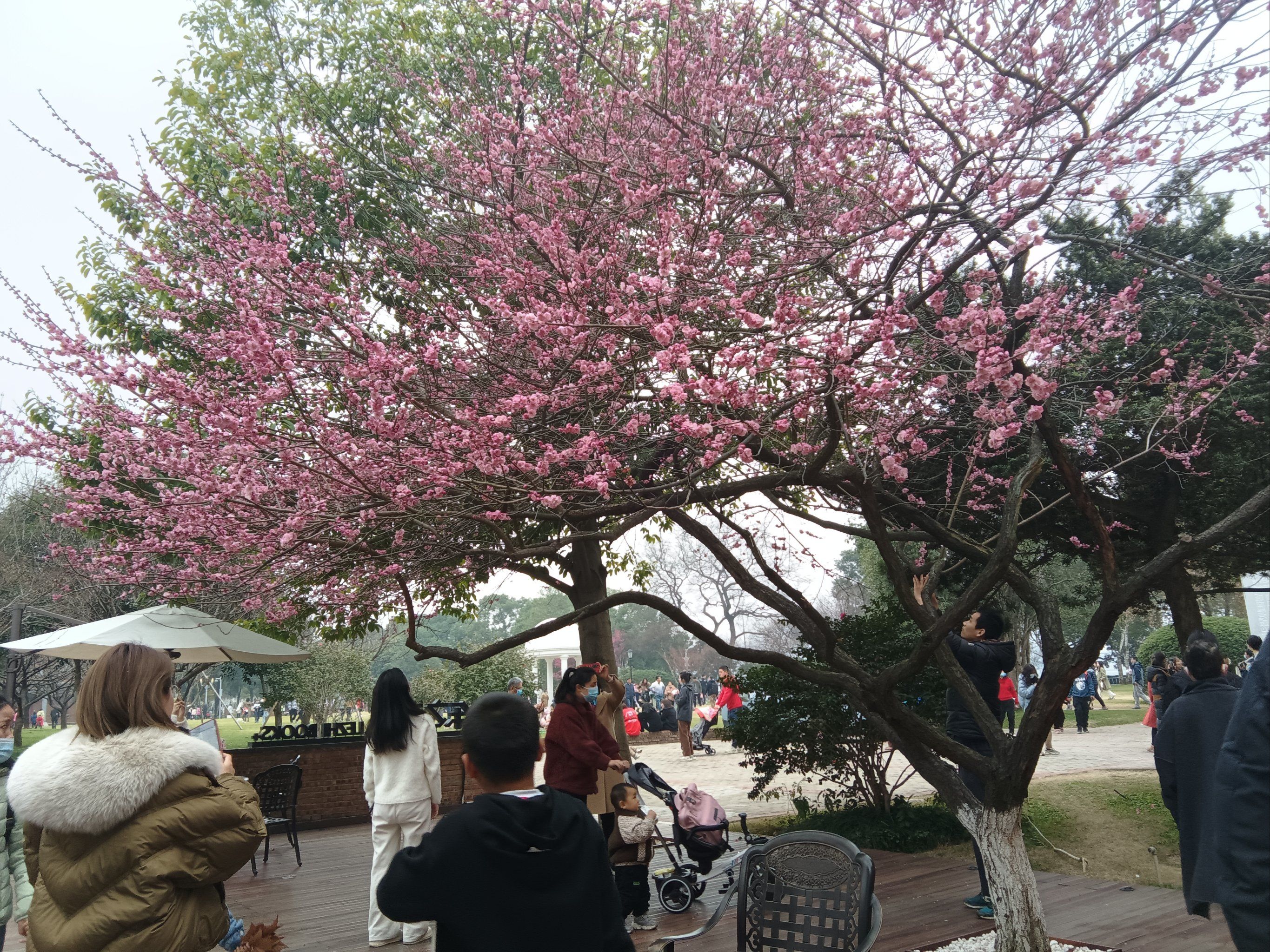 橘子洲头的梅花