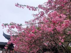 -莫愁湖公园