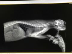 -北京观赏动物医院·24小时大型综合·猫专科·异宠专科