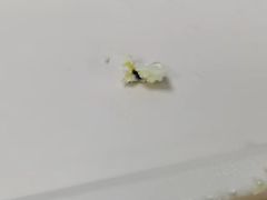 -红宝石·鲜奶小方·海派西点房(金杨店)