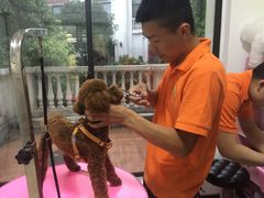 -翊宠yipet猫狗购宠庄园犬舍•猫舍