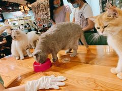 -猫小院猫主题餐厅(三里屯店)