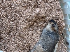 -怪兽屋·羊驼·猫咖·狗咖(俊华广场店)