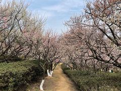 -南京古林公园
