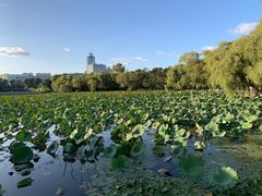 -长春市南湖公园