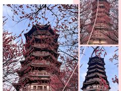 -洋湖国家湿地公园