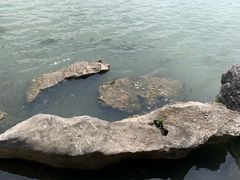 -高子水居