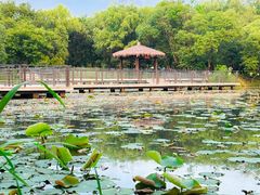 -西溪国家湿地公园