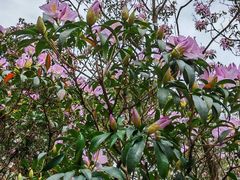 -梧桐山风景名胜区