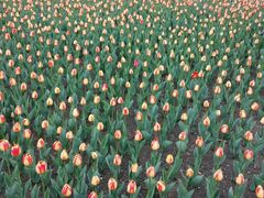 郁金香-长春公园(普阳街道)