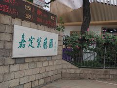 -嘉定紫藤园