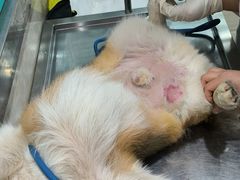-暖阳宠物医院·犬猫康复中心·骨科