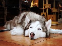 -more than meow吴止猫主题餐厅(承德 中船汇店)