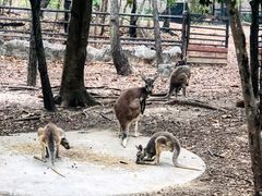 -清迈夜间动物园