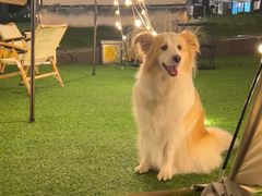 -CAMP.33露营烤肉·团建聚餐(创智天地店)