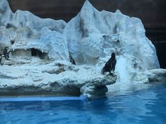 -帝企鹅自助餐厅•儿童岛•真企鹅(长隆企鹅酒店)