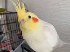 -爱侣宠医·鹦鹉专科·小型哺乳类·异宠专科(灵石路店)