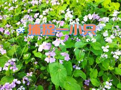 -花博汇(知音花月夜)