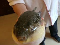 -长顺河豚馆(江洲东路)