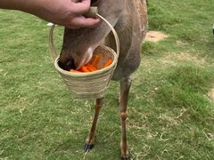-Deer Park鹿园西餐(仁恒置地广场店)