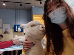 -RU DUCK柯尔鸭公社·撸鸭俱乐部·羊驼·小香猪